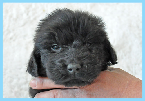 フラットコーテッドレトリバー　ブラック　オス　子犬販売の専門店　AngelWan　横浜