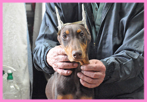 ドーベルマン　チョコレートタン　メス　子犬販売の専門店　AngelWan　横浜