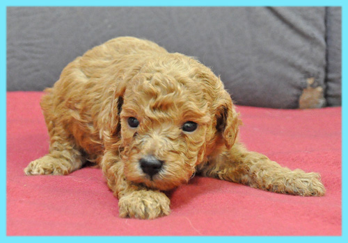 トイプードル　レッド　オス　子犬販売の専門店　AngelWan　横浜