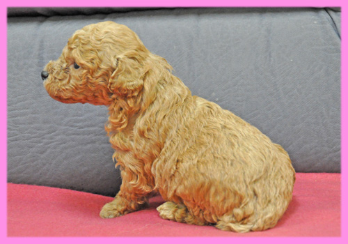 トイプードル　レッド　メス　子犬販売の専門店　AngelWan　横浜