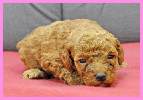 トイプードル　レッド　メス　子犬販売の専門店　AngelWan　横浜