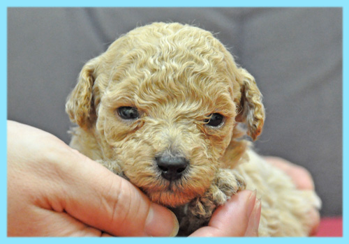 トイプードル　クリーム　オス　子犬販売の専門店　AngelWan　横浜