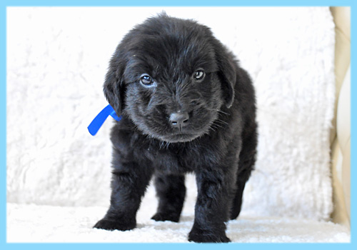 フラットコーテッドレトリバー　オス　子犬販売の専門店　AngelWan　横浜