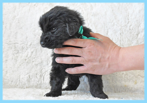 フラットコーテッドレトリバー　オス　子犬販売の専門店　AngelWan　横浜