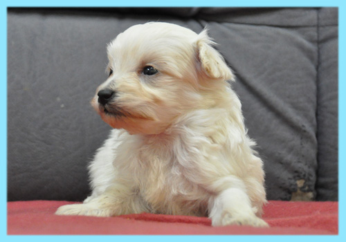 ミックス　マルプー　クリーム　オス　子犬販売の専門店　AngelWan　横浜