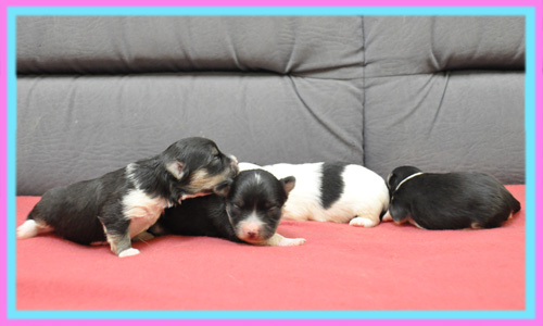 ミックス マルチワ 子犬販売の専門店 AngelWan 横浜