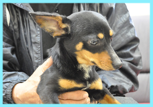 ミックス　チワックス　オス　子犬販売の専門店　AngelWan　横浜