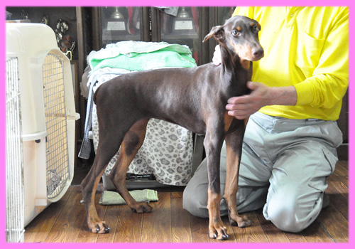 ドーベルマン チョコレートタン メス 子犬販売の専門店 AngelWan 横浜