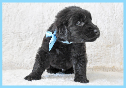 フラットコーテッドレトリバー　オス　子犬販売の専門店　AngelWan　横浜