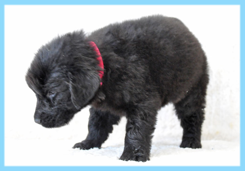 フラットコーテッドレトリバー　ブラック　オス　子犬販売の専門店　AngelWan　横浜