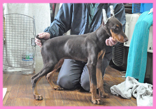 ドーベルマン　チョコレートタン　メス　子犬販売の専門店　AngelWan　横浜