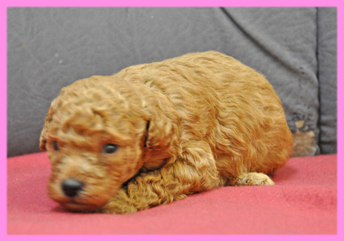 トイプードル　レッド　メス　子犬販売の専門店　AngelWan　横浜