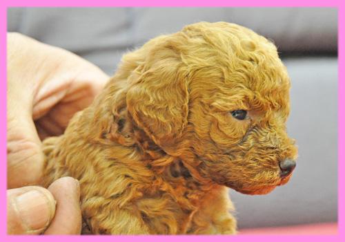 トイプードル　レッド　メス　子犬販売の専門店　AngelWan　横浜