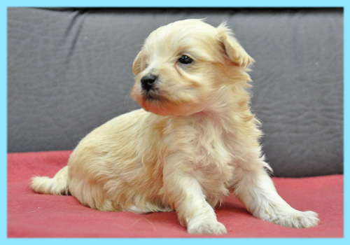 ミックス　マルプー　クリーム　オス　子犬販売の専門店　AngelWan　横浜