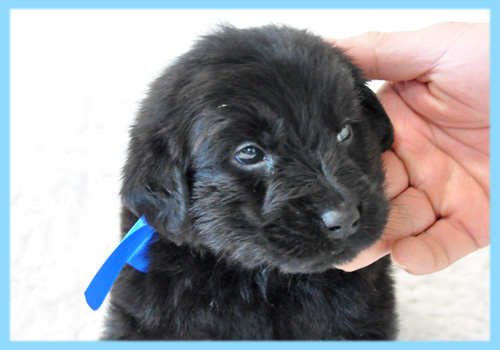 フラットコーテッドレトリバー　オス　子犬販売の専門店　AngelWan　横浜