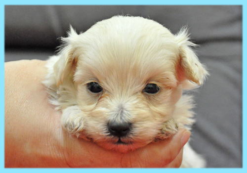 ミックス　マルプー　クリーム　オス　子犬販売の専門店　AngelWan　横浜