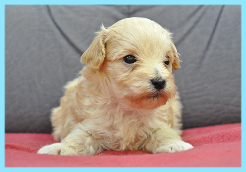 ミックス　マルプー　クリーム　オス　子犬販売の専門店　AngelWan　横浜