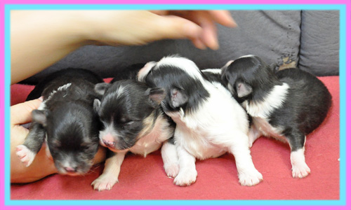 ミックス マルチワ 子犬販売の専門店 AngelWan 横浜