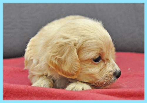 ミックス　チワプー　クリーム　子犬販売の専門店　AngelWan　横浜