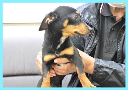 ミックス　チワックス　オス　子犬販売の専門店　AngelWan　横浜