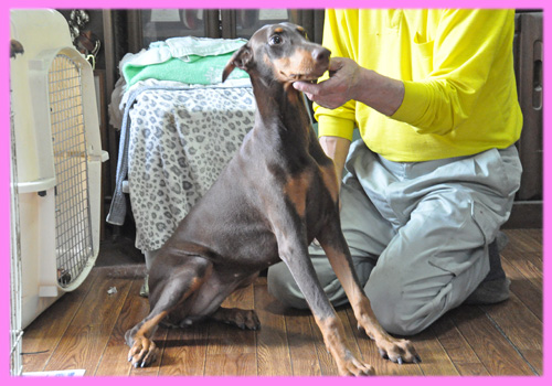 ドーベルマン チョコレートタン メス 子犬販売の専門店 AngelWan 横浜