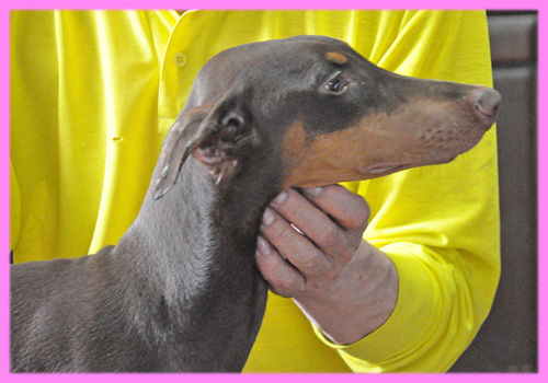 ドーベルマン チョコレートタン メス 子犬販売の専門店 AngelWan 横浜