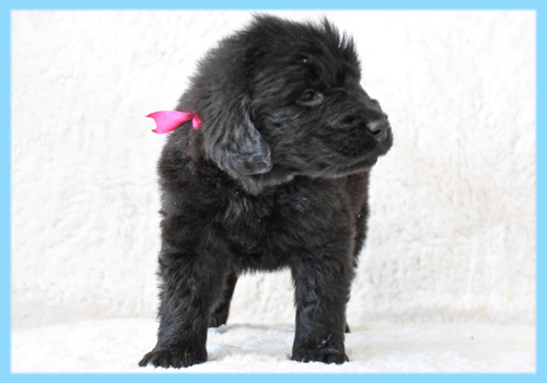 フラットコーテッドレトリバー　ブラック　オス　子犬販売の専門店　AngelWan　横浜