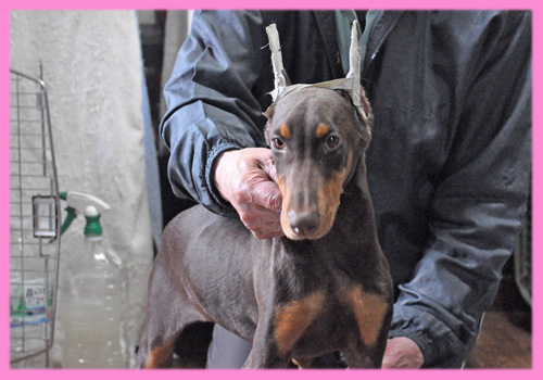ドーベルマン　チョコレートタン　メス　子犬販売の専門店　AngelWan　横浜