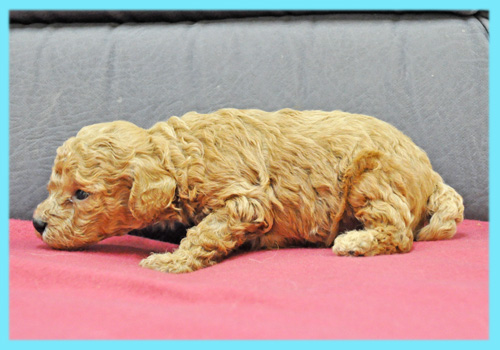 トイプードル　レッド　オス　子犬販売の専門店　AngelWan　横浜
