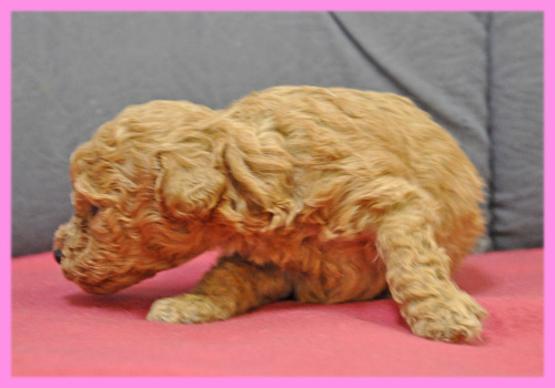 トイプードル　レッド　メス　子犬販売の専門店　AngelWan　横浜