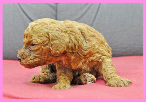 トイプードル　レッド　メス　子犬販売の専門店　AngelWan　横浜