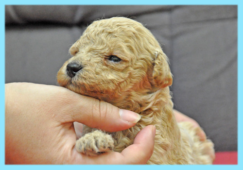 トイプードル　クリーム　オス　子犬販売の専門店　AngelWan　横浜