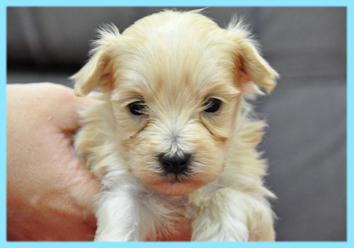 ミックス　マルプー　クリーム　オス　子犬販売の専門店　AngelWan　横浜