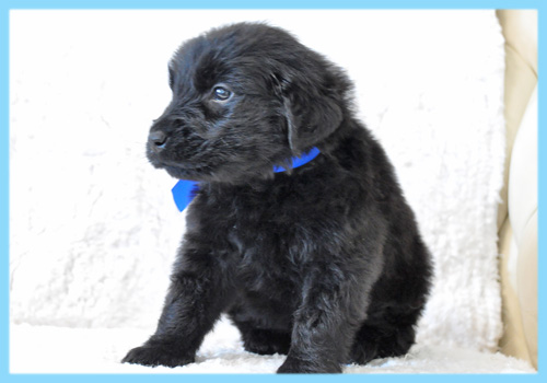 フラットコーテッドレトリバー　オス　子犬販売の専門店　AngelWan　横浜