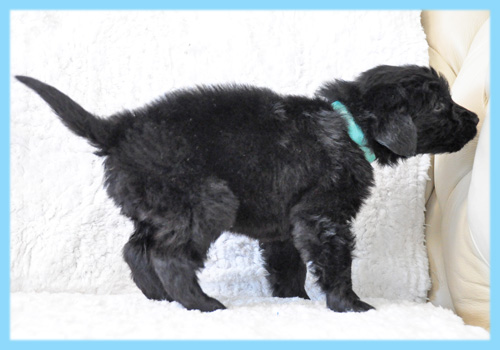 フラットコーテッドレトリバー　オス　子犬販売の専門店　AngelWan　横浜