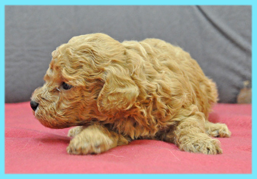 トイプードル　レッド　オス　子犬販売の専門店　AngelWan　横浜