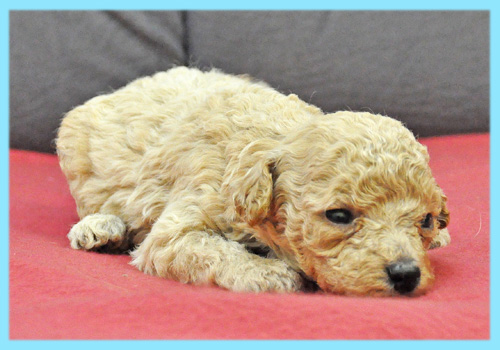 トイプードル　クリーム　オス　子犬販売の専門店　AngelWan　横浜