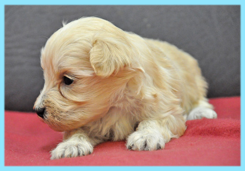 ミックス　マルプー　クリーム　オス　子犬販売の専門店　AngelWan　横浜