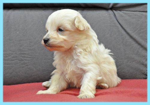 ミックス　マルプー　クリーム　オス　子犬販売の専門店　AngelWan　横浜