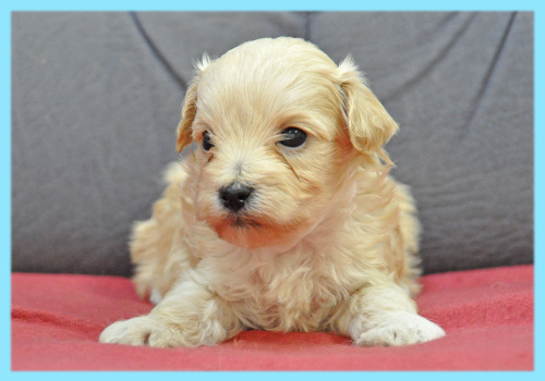 ミックス　マルプー　クリーム　オス　子犬販売の専門店　AngelWan　横浜