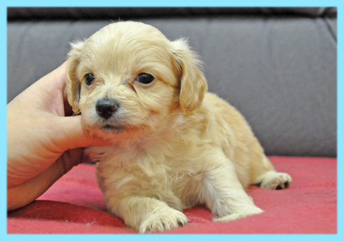 ミックス　チワプー　クリーム　子犬販売の専門店　AngelWan　横浜