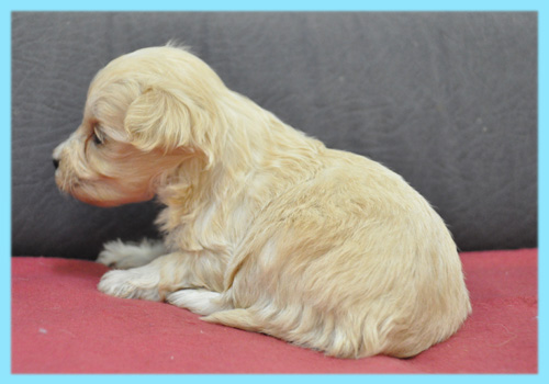 ミックス　マルプー　クリーム　オス　子犬販売の専門店　AngelWan　横浜