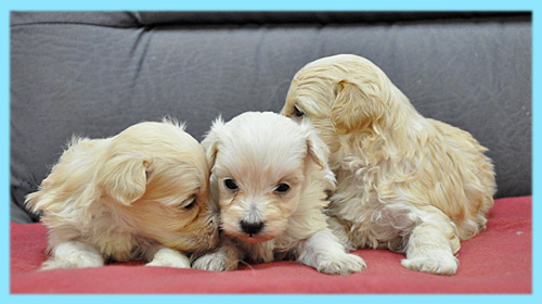 ミックス　マルプー　クリーム　オス　子犬販売の専門店　AngelWan　横浜