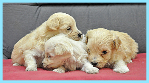 ミックス　マルプー　クリーム　オス　子犬販売の専門店　AngelWan　横浜