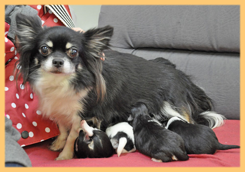 ミックス チワワ 母犬 子犬販売の専門店 AngelWan 横浜