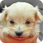 ミックス　マルプー　クリーム　オス　子犬販売の専門店　AngelWan　横浜