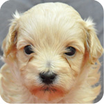 ミックス　マルプー　クリーム　オス　子犬販売の専門店　AngelWan　横浜