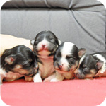 ミックス マルチワ 子犬販売の専門店 AngelWan 横浜