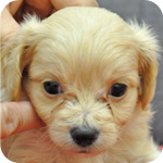 ミックス　チワプー　クリーム　子犬販売の専門店　AngelWan　横浜