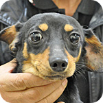 ミックス　チワックス　オス　子犬販売の専門店　AngelWan　横浜